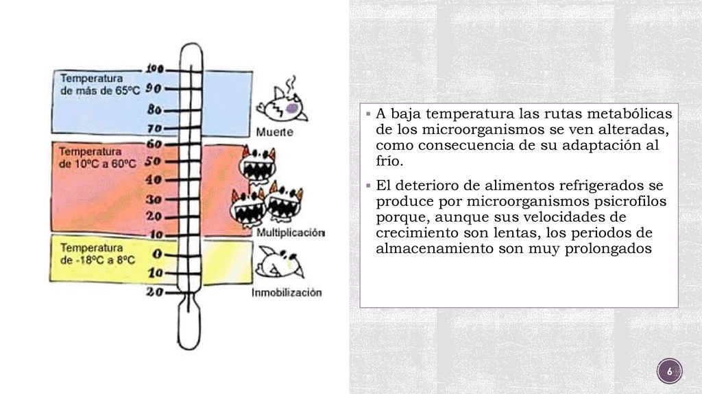 A baja temperatura las rutas metabólicas de los microorganismos se ven alteradas, como consecuencia de su adaptación al frío.