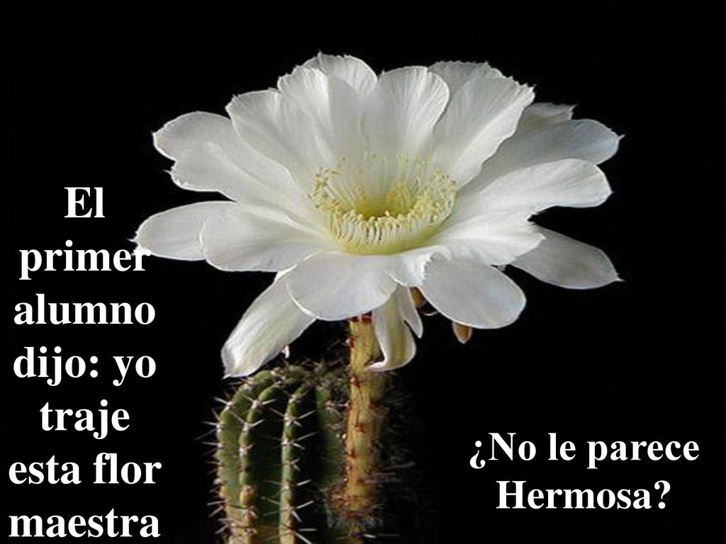 El primer alumno dijo: yo traje esta flor maestra!