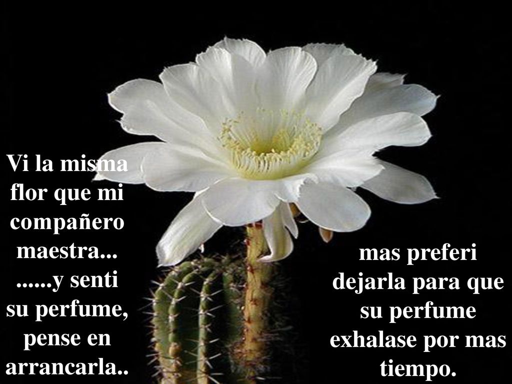 mas preferi dejarla para que su perfume exhalase por mas tiempo.