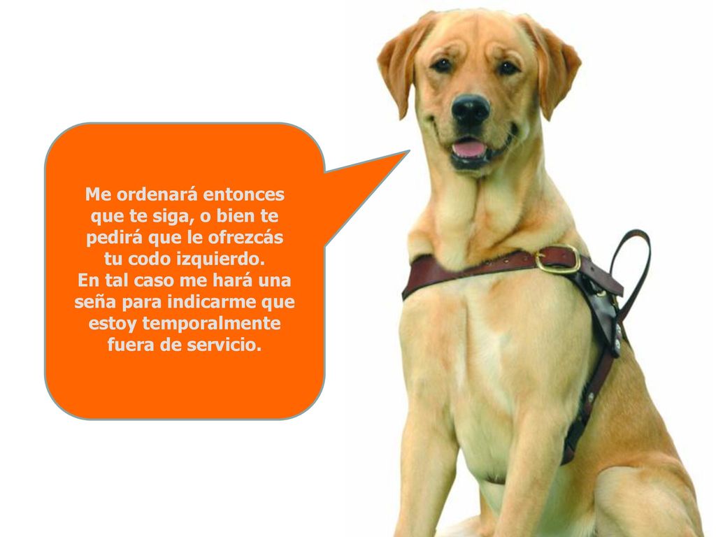 Me ordenará entonces que te siga, o bien te pedirá que le ofrezcás tu codo izquierdo.