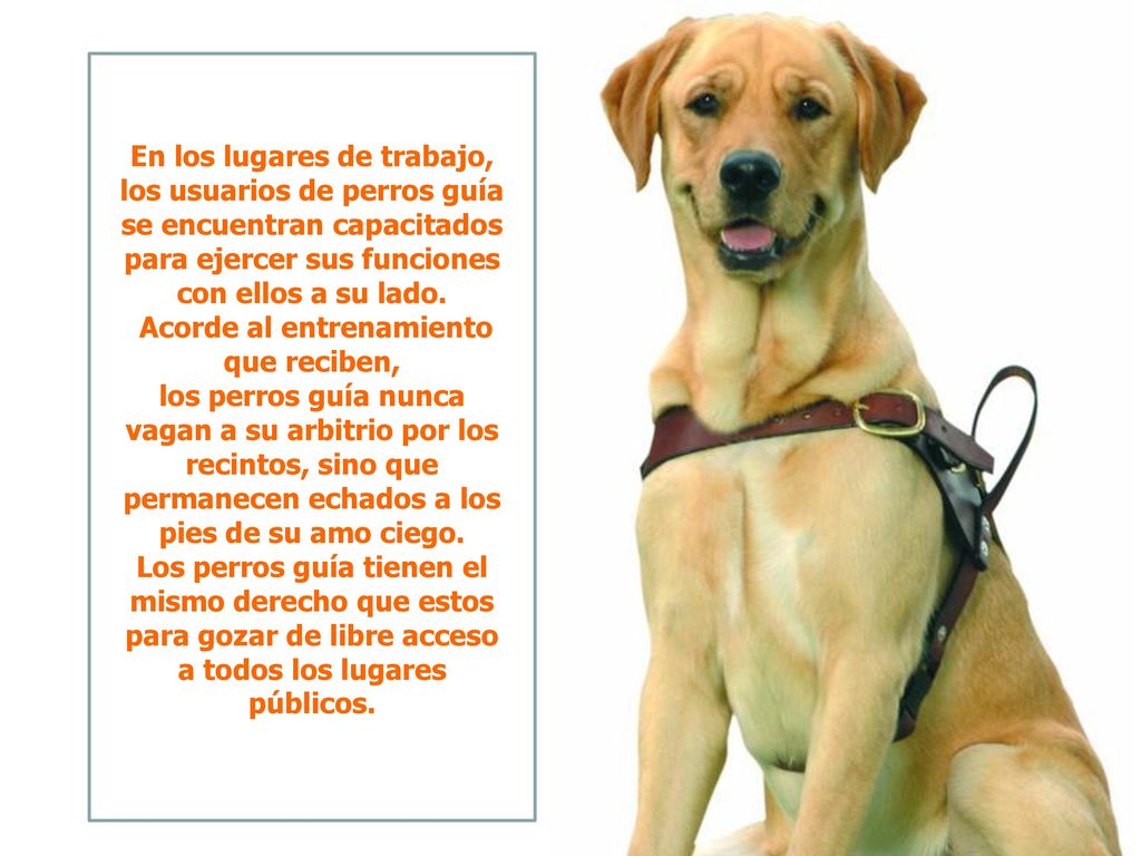 En los lugares de trabajo, los usuarios de perros guía se encuentran capacitados para ejercer sus funciones con ellos a su lado. Acorde al entrenamiento que reciben, los perros guía nunca vagan a su arbitrio por los recintos, sino que permanecen echados a los pies de su amo ciego.