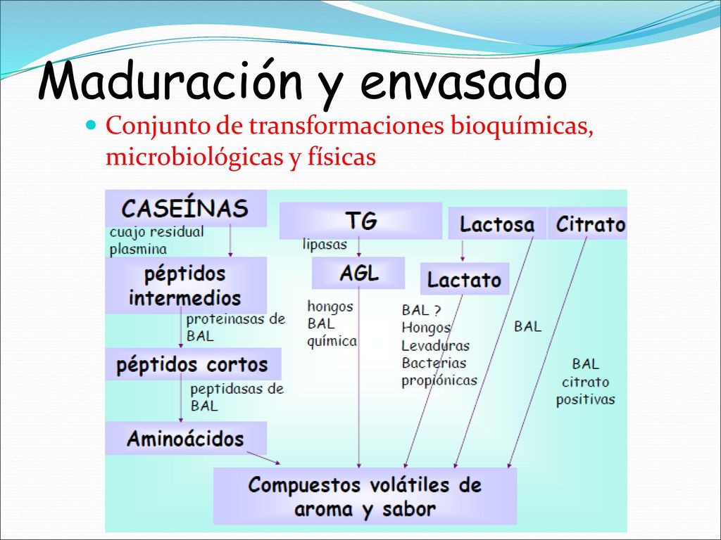Maduración y envasado Conjunto de transformaciones bioquímicas, microbiológicas y físicas