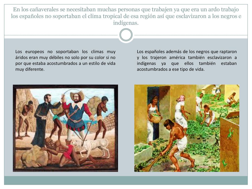 En los cañaverales se necesitaban muchas personas que trabajen ya que era un ardo trabajo los españoles no soportaban el clima tropical de esa región así que esclavizaron a los negros e indígenas.