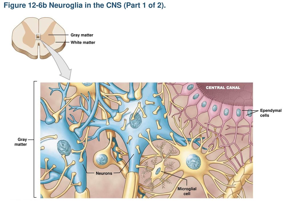 Figure 12-6b Neuroglia in the CNS (Part 1 of 2).