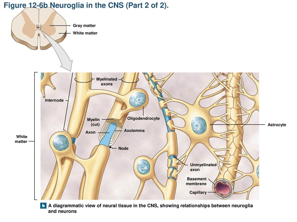 Figure 12-6b Neuroglia in the CNS (Part 2 of 2).