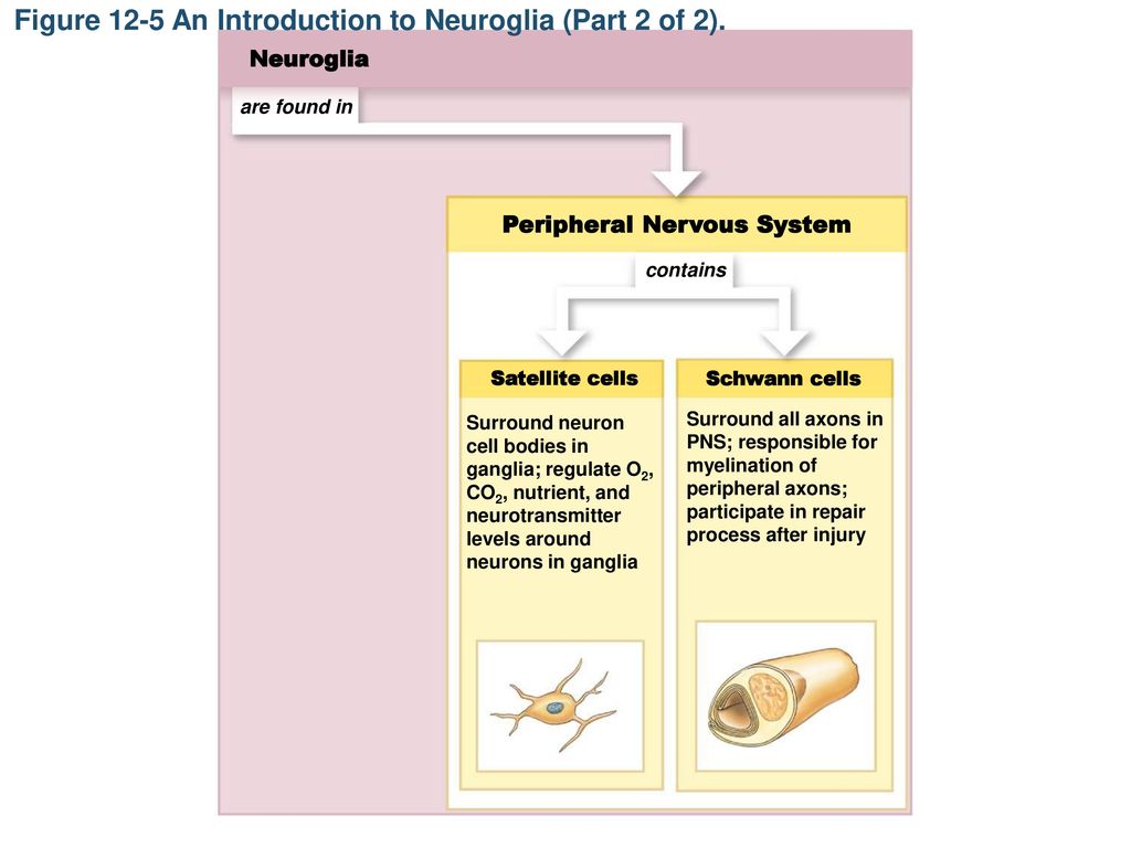 Figure 12-5 An Introduction to Neuroglia (Part 2 of 2).