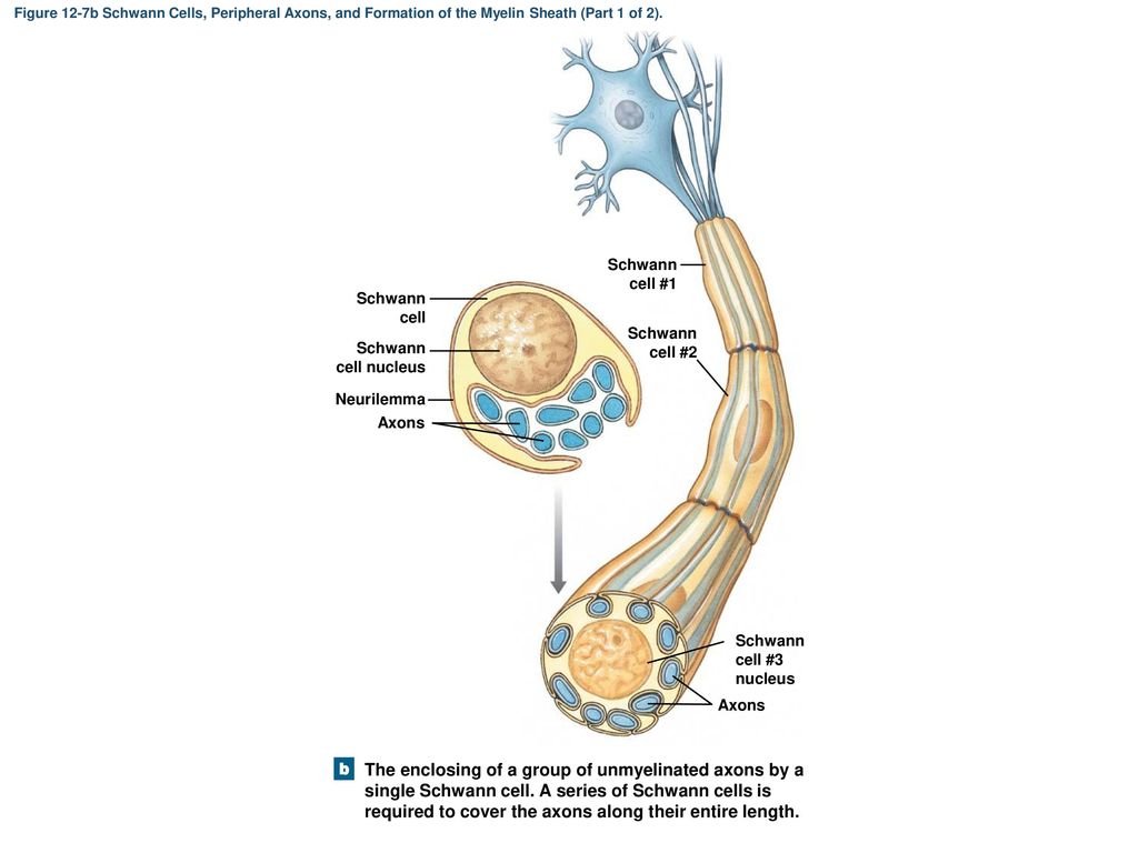 Figure 12-7b Schwann Cells, Peripheral Axons, and Formation of the Myelin Sheath (Part 1 of 2).