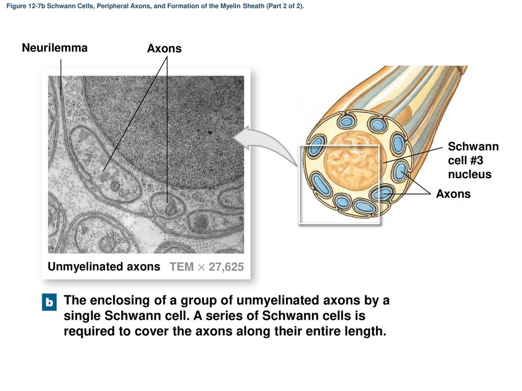 Figure 12-7b Schwann Cells, Peripheral Axons, and Formation of the Myelin Sheath (Part 2 of 2).