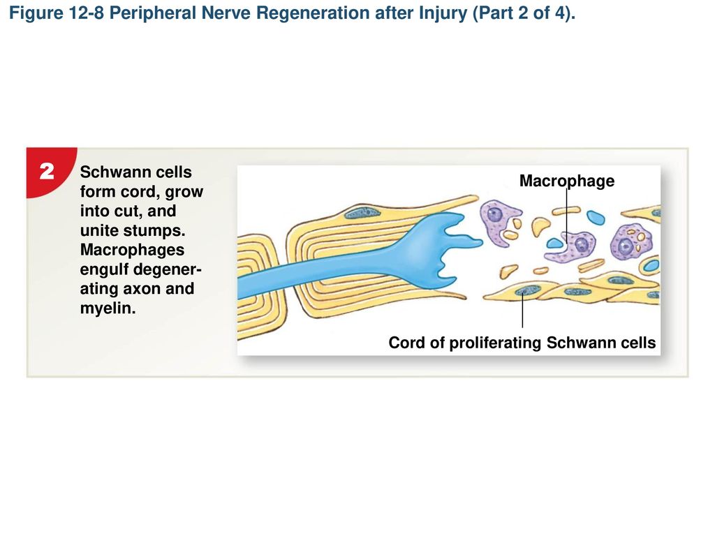 Figure 12-8 Peripheral Nerve Regeneration after Injury (Part 2 of 4).