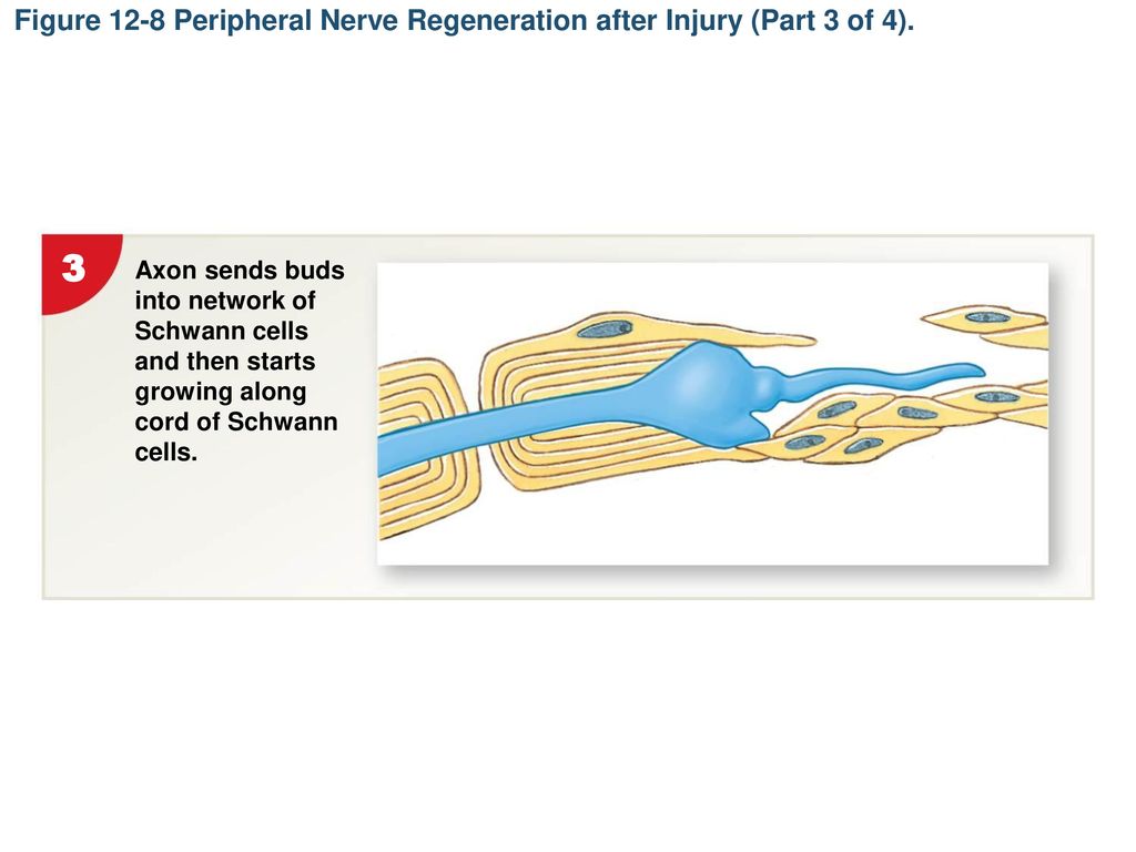 Figure 12-8 Peripheral Nerve Regeneration after Injury (Part 3 of 4).