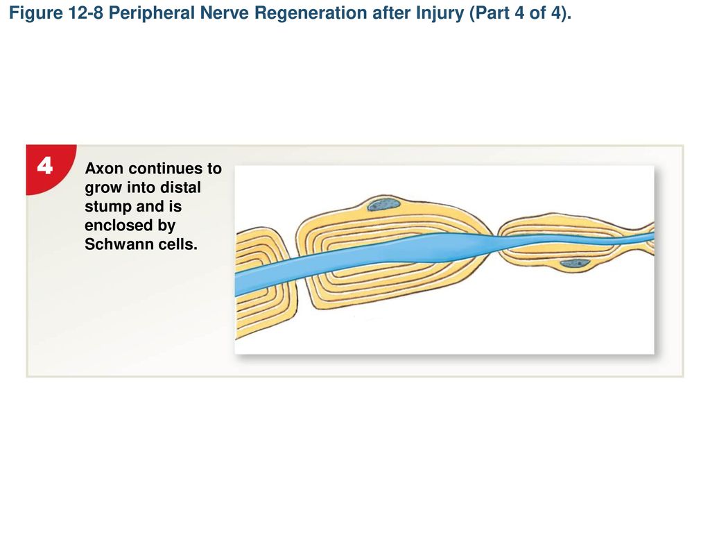 Figure 12-8 Peripheral Nerve Regeneration after Injury (Part 4 of 4).