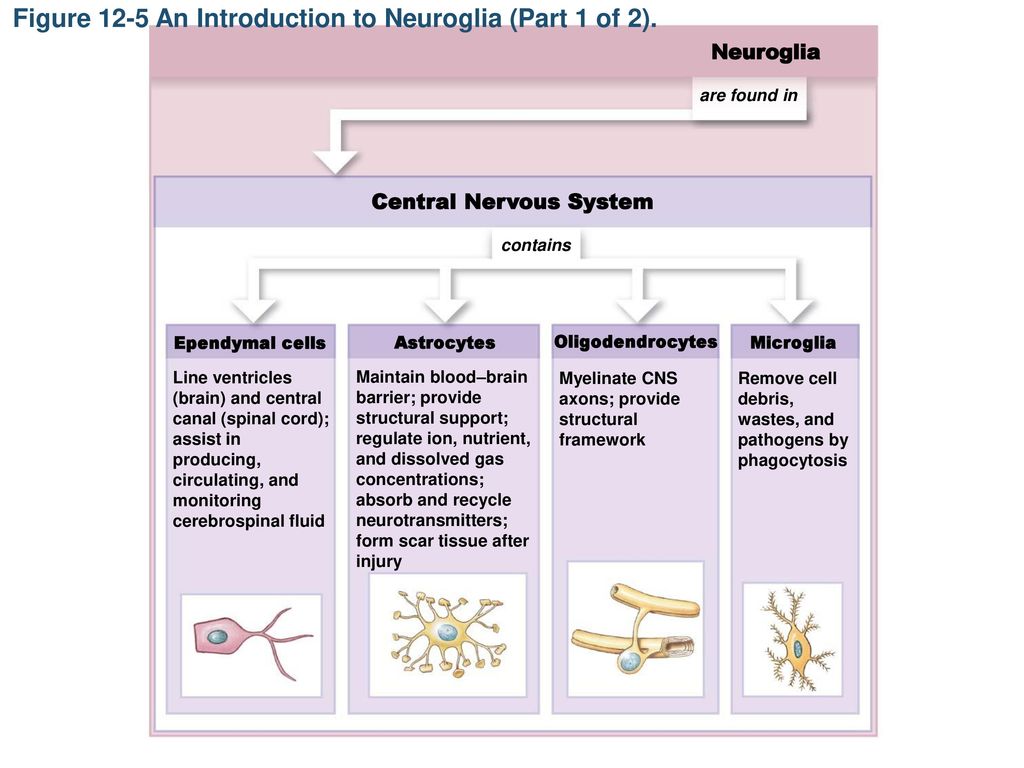 Figure 12-5 An Introduction to Neuroglia (Part 1 of 2).