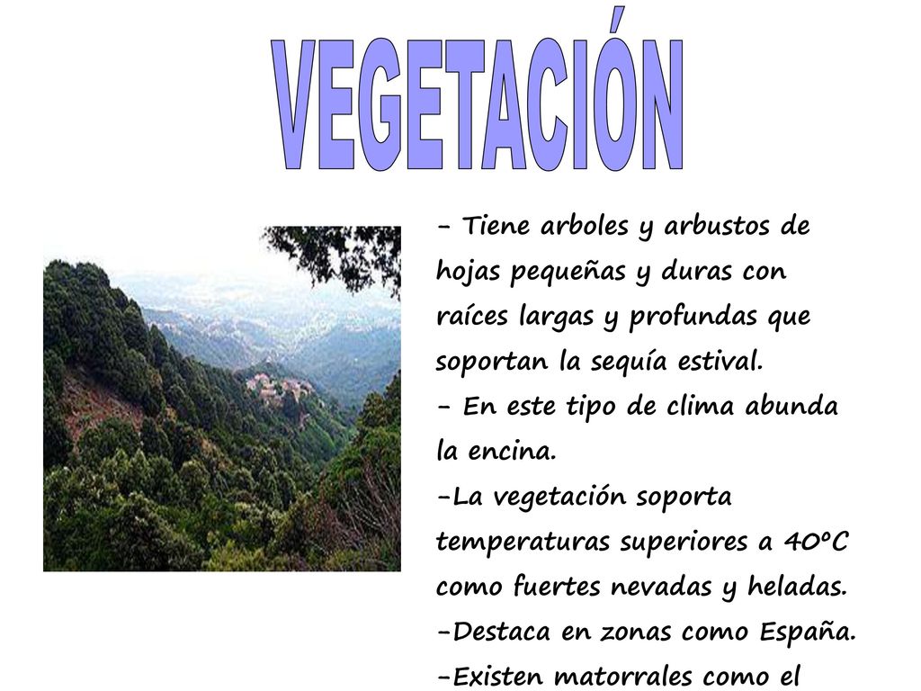 VEGETACIÓN - Tiene arboles y arbustos de hojas pequeñas y duras con raíces largas y profundas que soportan la sequía estival.