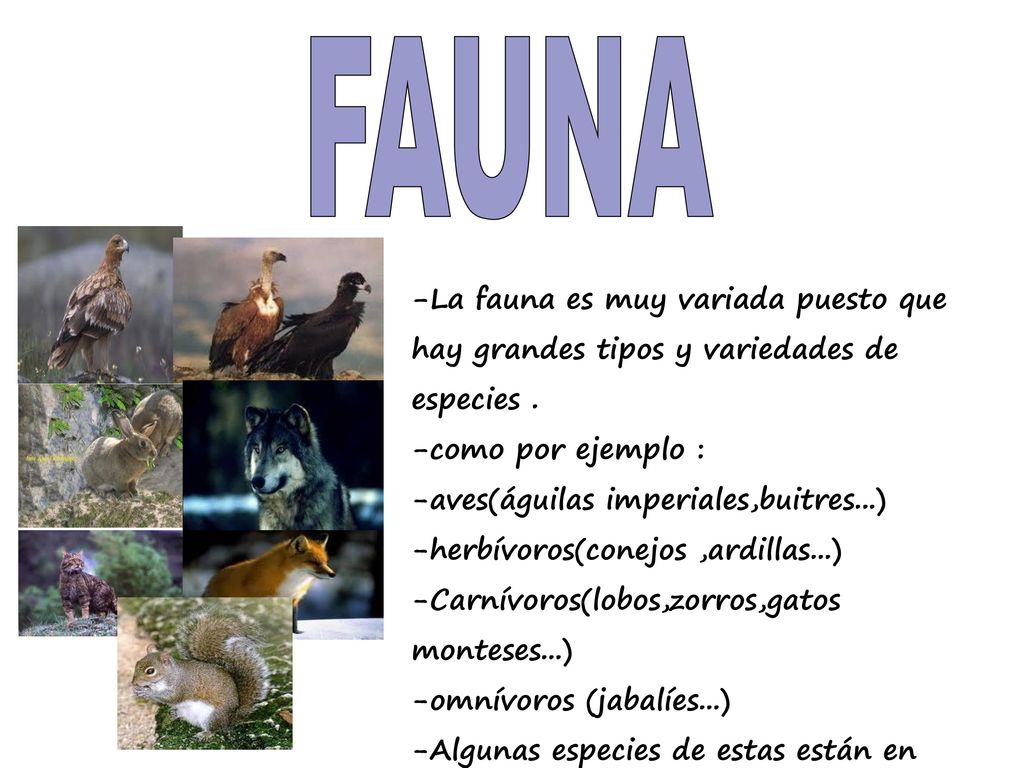 FAUNA -La fauna es muy variada puesto que hay grandes tipos y variedades de especies . -como por ejemplo :