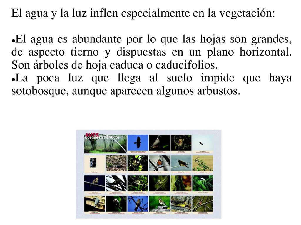 El agua y la luz inflen especialmente en la vegetación: