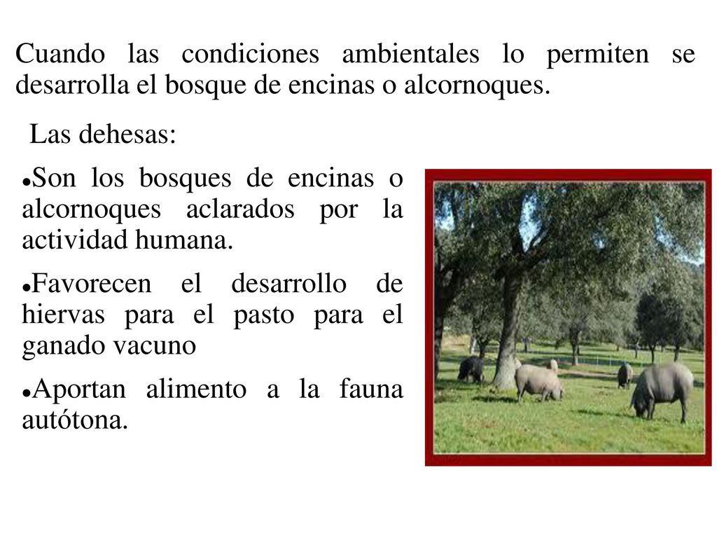 Cuando las condiciones ambientales lo permiten se desarrolla el bosque de encinas o alcornoques.