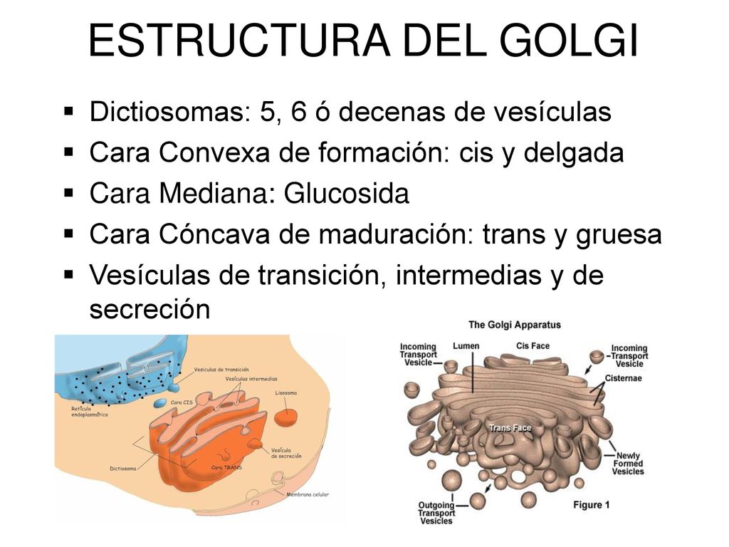 ESTRUCTURA DEL GOLGI Dictiosomas: 5, 6 ó decenas de vesículas