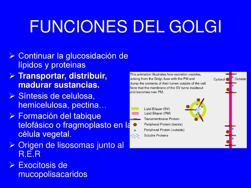 FUNCIONES DEL GOLGI Continuar la glucosidación de lípidos y proteinas