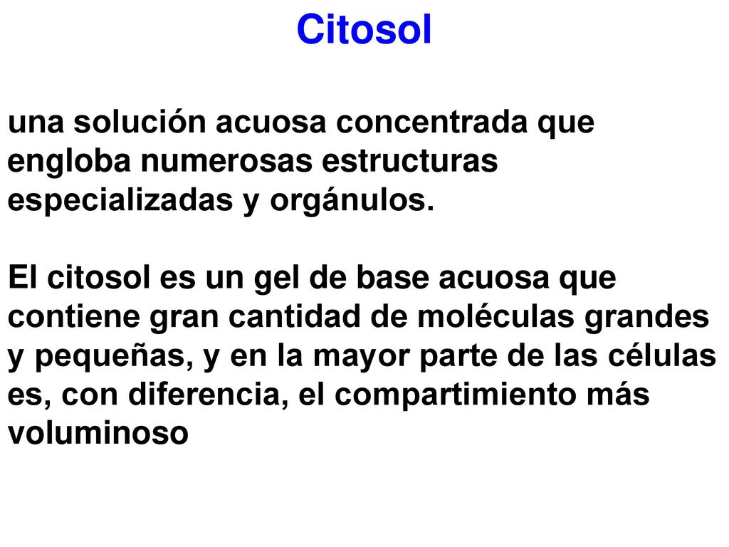 Citosol una solución acuosa concentrada que engloba numerosas estructuras especializadas y orgánulos.
