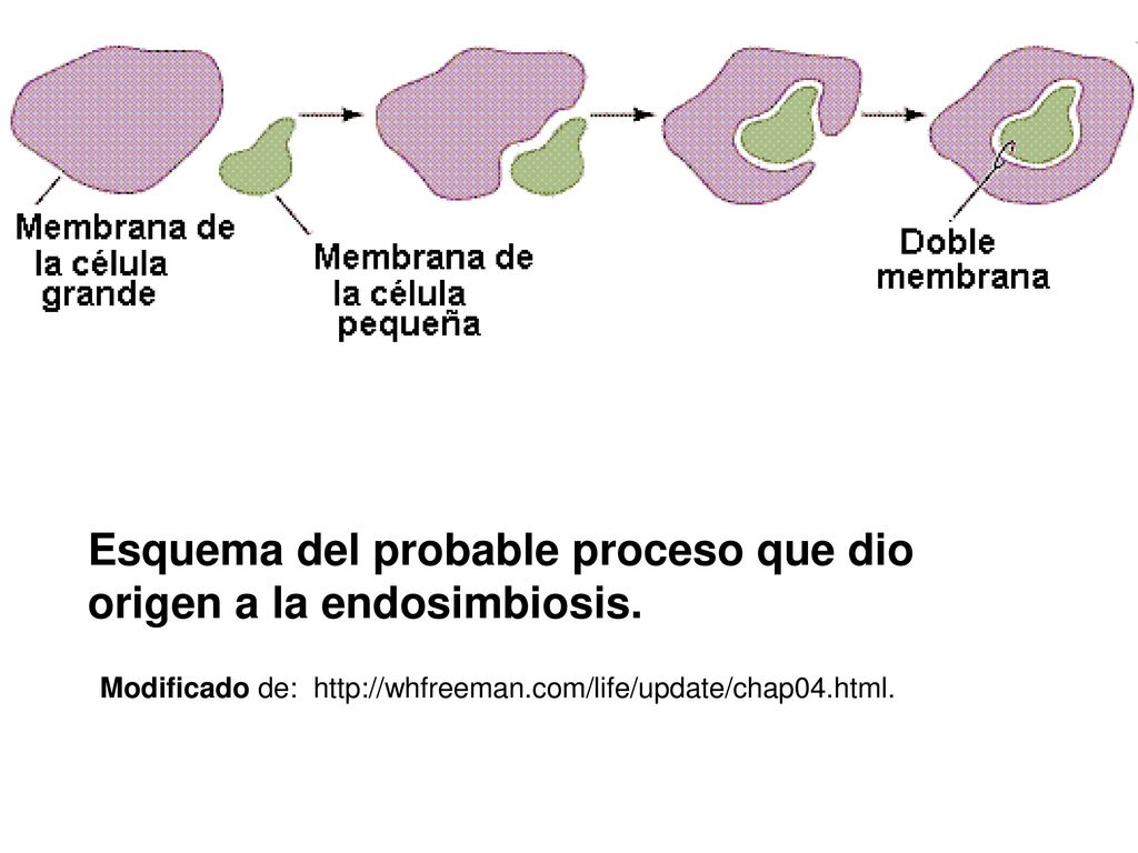 Esquema del probable proceso que dio origen a la endosimbiosis.