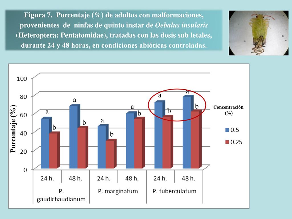 Figura 7. Porcentaje (%) de adultos con malformaciones, provenientes de ninfas de quinto instar de Oebalus insularis (Heteroptera: Pentatomidae), tratadas con las dosis sub letales, durante 24 y 48 horas, en condiciones abióticas controladas.