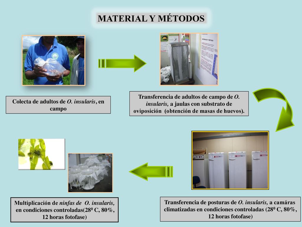 MATERIAL Y MÉTODOS Transferencia de adultos de campo de O. insularis, a jaulas con substrato de oviposición (obtención de masas de huevos).