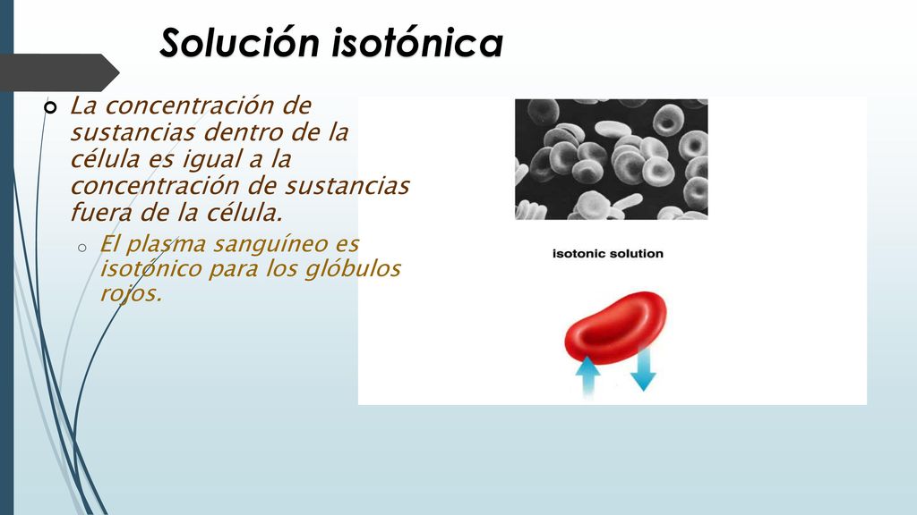 Solución isotónica La concentración de sustancias dentro de la célula es igual a la concentración de sustancias fuera de la célula.