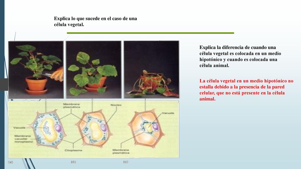 Explica lo que sucede en el caso de una célula vegetal.