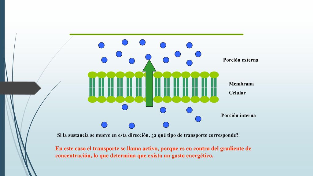 Porción externa Membrana. Celular. Porción interna. Si la sustancia se mueve en esta dirección, ¿a qué tipo de transporte corresponde