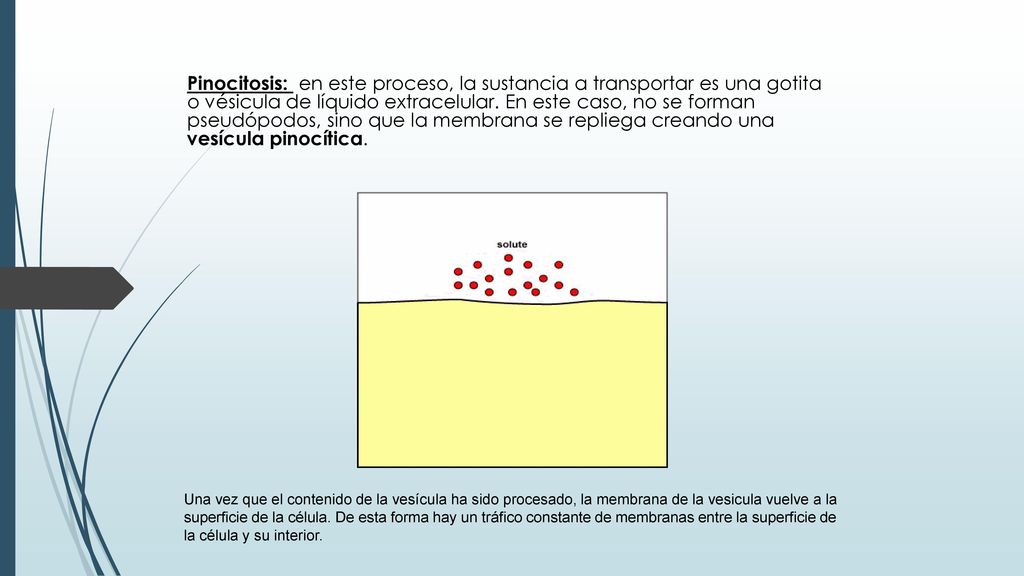 Pinocitosis: en este proceso, la sustancia a transportar es una gotita o vésicula de líquido extracelular. En este caso, no se forman pseudópodos, sino que la membrana se repliega creando una vesícula pinocítica.