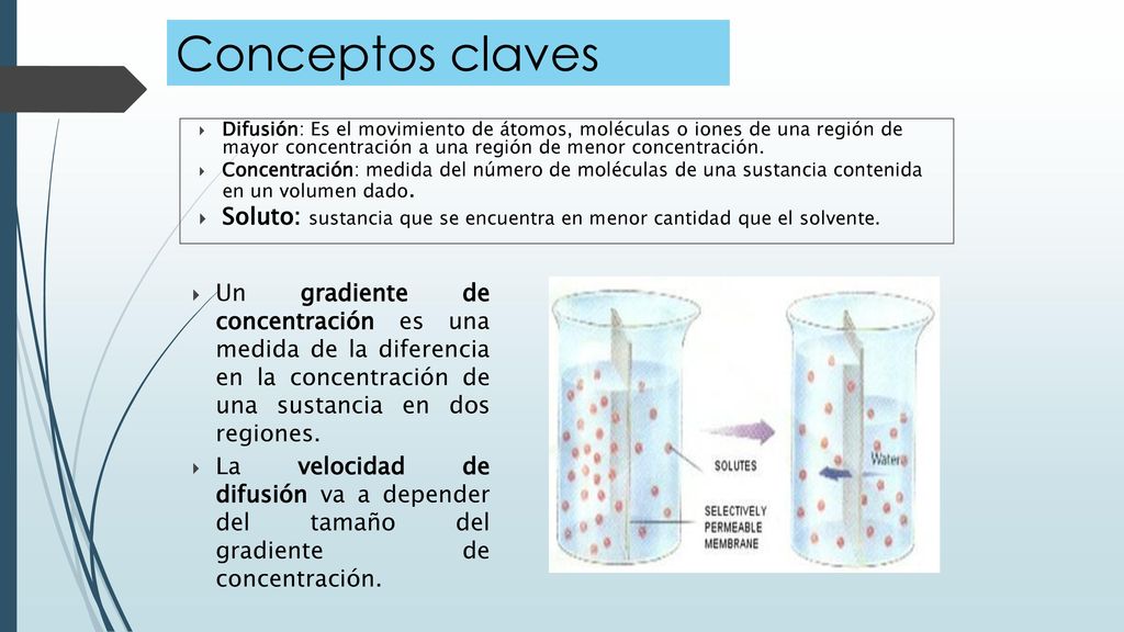 Conceptos claves Difusión: Es el movimiento de átomos, moléculas o iones de una región de mayor concentración a una región de menor concentración.