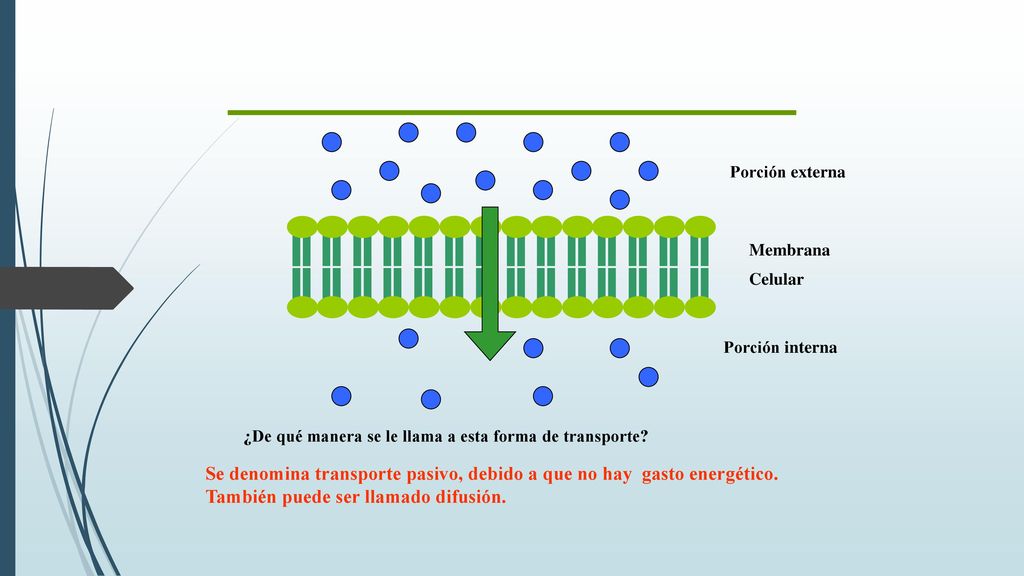 Porción externa Membrana. Celular. Porción interna. ¿De qué manera se le llama a esta forma de transporte