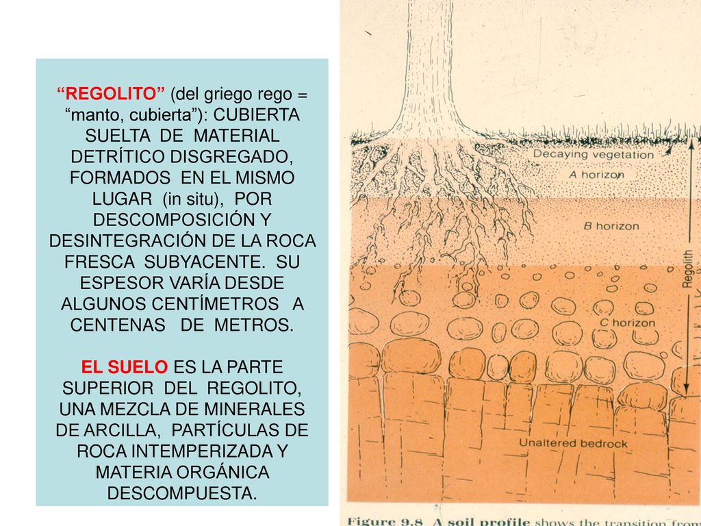 REGOLITO (del griego rego = manto, cubierta ): CUBIERTA SUELTA DE MATERIAL DETRÍTICO DISGREGADO, FORMADOS EN EL MISMO LUGAR (in situ), POR DESCOMPOSICIÓN Y DESINTEGRACIÓN DE LA ROCA FRESCA SUBYACENTE.