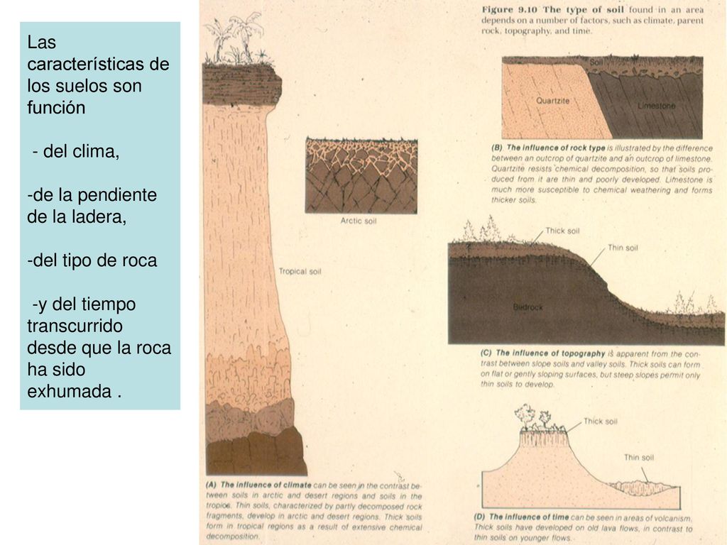 Las características de los suelos son función - del clima, -de la pendiente de la ladera, -del tipo de roca -y del tiempo transcurrido desde que la roca ha sido exhumada .