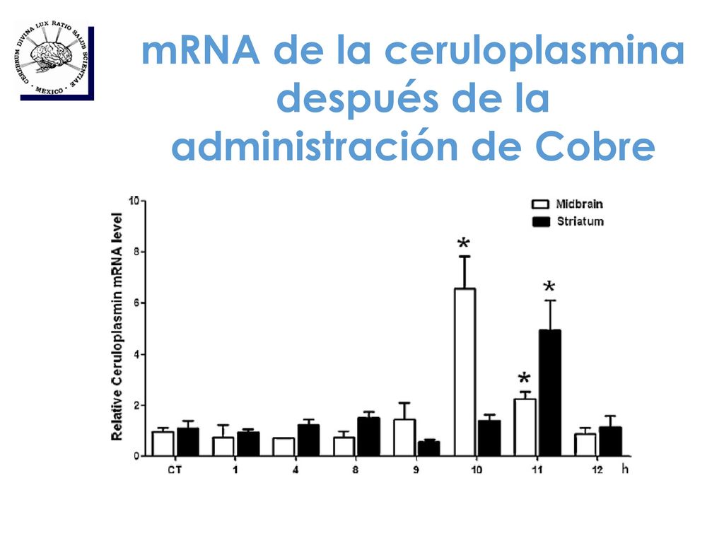 mRNA de la ceruloplasmina después de la administración de Cobre