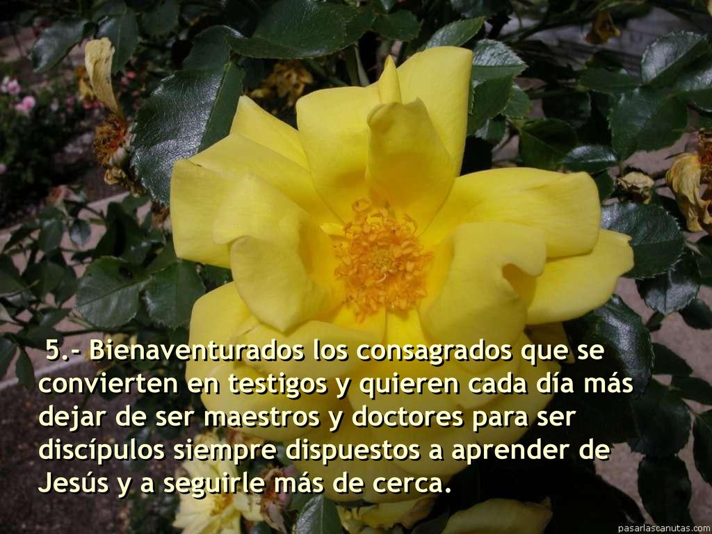 5.- Bienaventurados los consagrados que se convierten en testigos y quieren cada día más dejar de ser maestros y doctores para ser discípulos siempre dispuestos a aprender de Jesús y a seguirle más de cerca.
