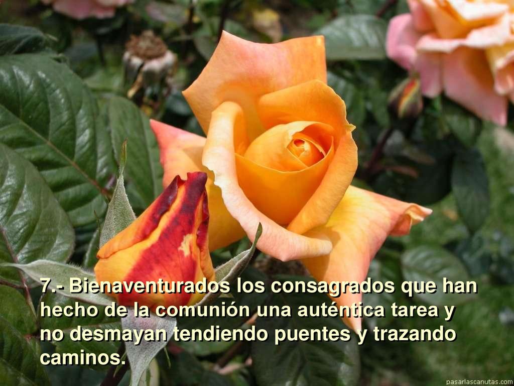 7.- Bienaventurados los consagrados que han hecho de la comunión una auténtica tarea y no desmayan tendiendo puentes y trazando caminos.