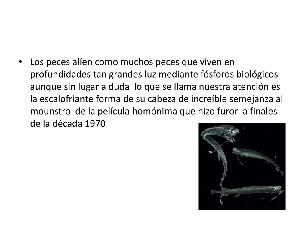 Los peces alíen como muchos peces que viven en profundidades tan grandes luz mediante fósforos biológicos aunque sin lugar a duda lo que se llama nuestra atención es la escalofriante forma de su cabeza de increíble semejanza al mounstro de la película homónima que hizo furor a finales de la década 1970