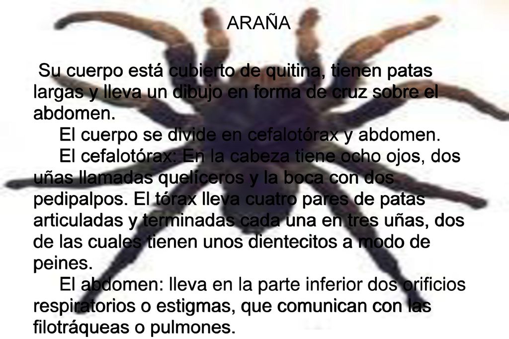 ARAÑA Su cuerpo está cubierto de quitina, tienen patas largas y lleva un dibujo en forma de cruz sobre el abdomen.