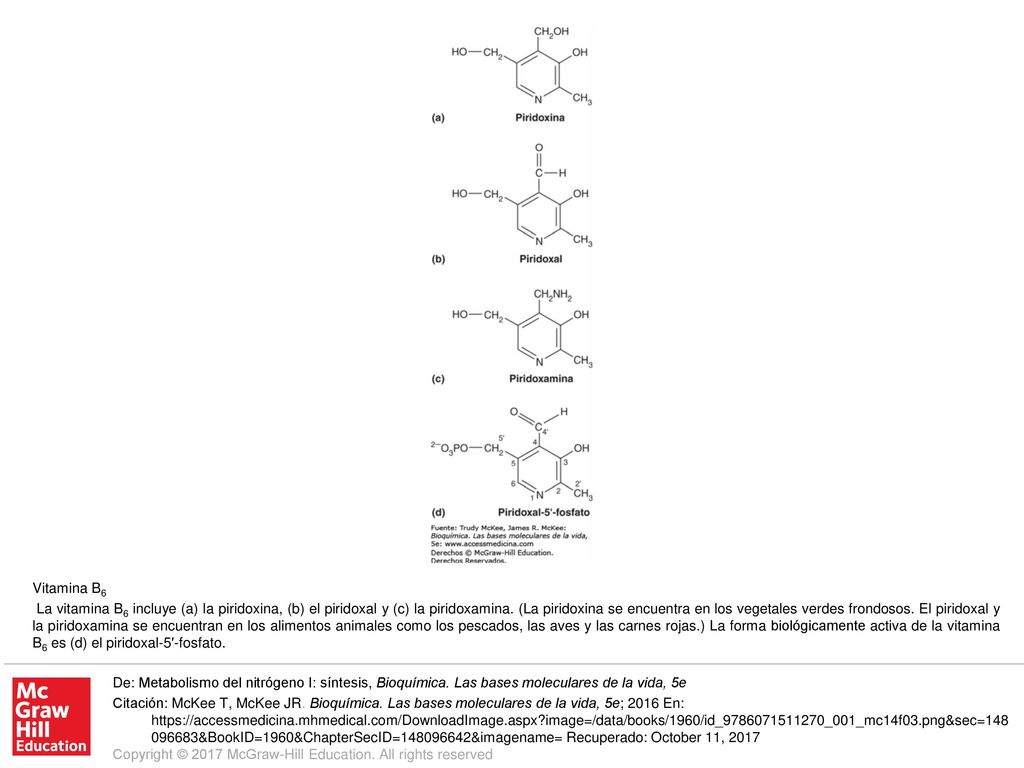 La vitamina B6 incluye (a) la piridoxina, (b) el piridoxal y (c) la piridoxamina. (La piridoxina se encuentra en los vegetales verdes frondosos. El piridoxal y la piridoxamina se encuentran en los alimentos animales como los pescados, las aves y las carnes rojas.) La forma biológicamente activa de la vitamina B6 es (d) el piridoxal-5′-fosfato.