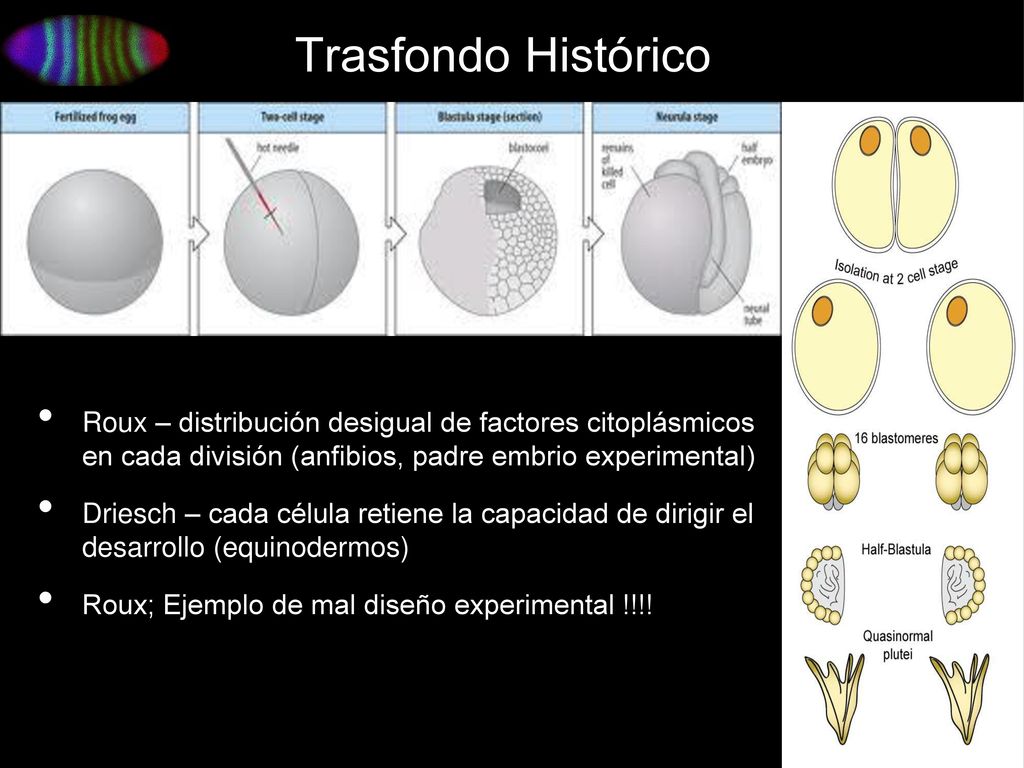 Trasfondo Histórico Roux – distribución desigual de factores citoplásmicos en cada división (anfibios, padre embrio experimental)