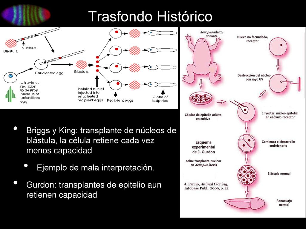 Trasfondo Histórico Briggs y King: transplante de núcleos de blástula, la célula retiene cada vez menos capacidad.