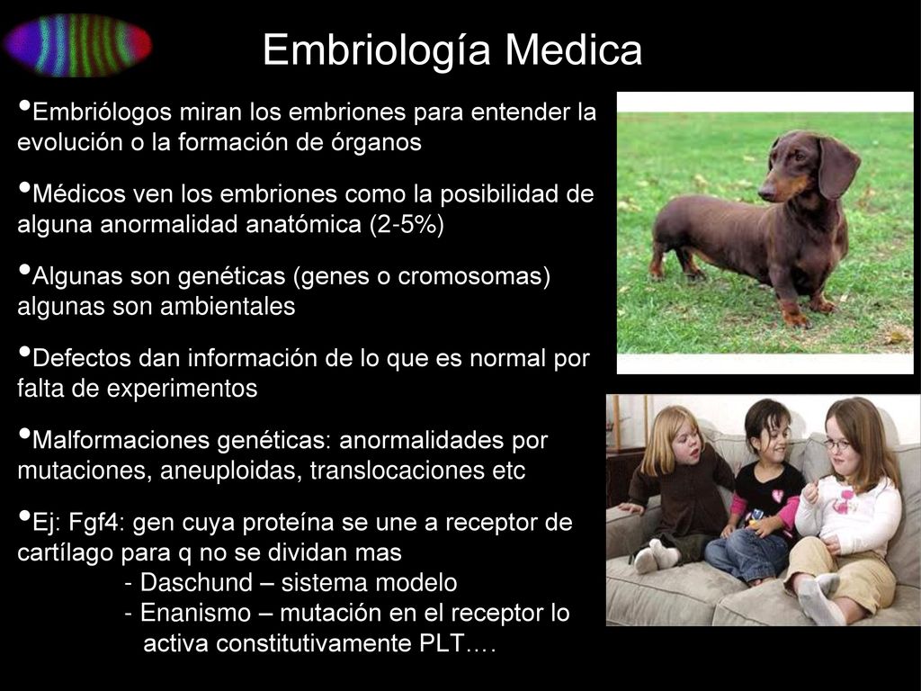 Embriología Medica Embriólogos miran los embriones para entender la evolución o la formación de órganos.