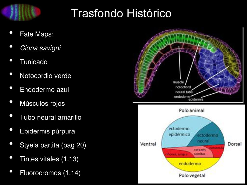 Trasfondo Histórico Fate Maps: Ciona savigni Tunicado Notocordio verde