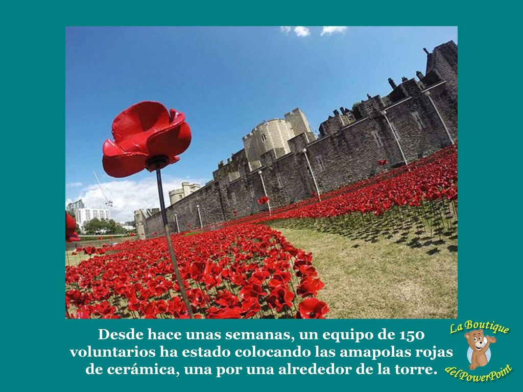 Desde hace unas semanas, un equipo de 150 voluntarios ha estado colocando las amapolas rojas de cerámica, una por una alrededor de la torre.