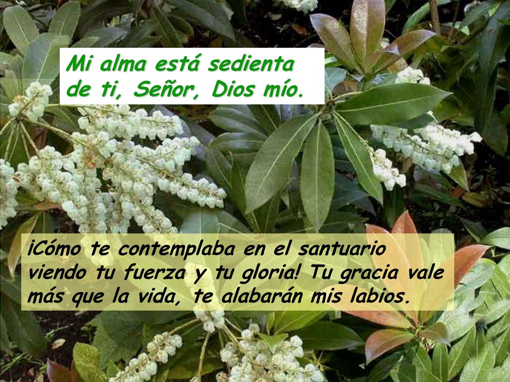 Mi alma está sedienta de ti, Señor, Dios mío.