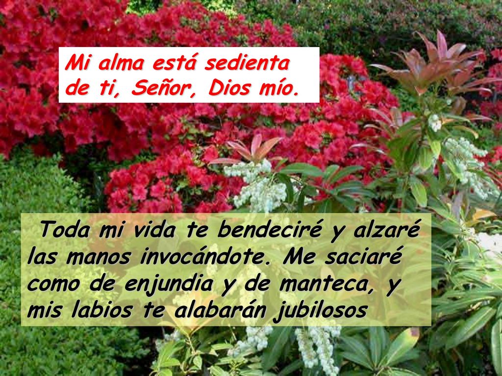 Mi alma está sedienta de ti, Señor, Dios mío.