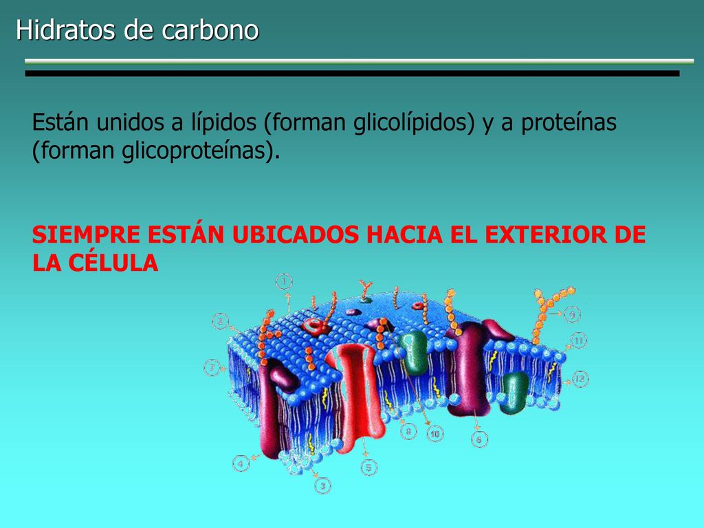 Hidratos de carbono Están unidos a lípidos (forman glicolípidos) y a proteínas (forman glicoproteínas).