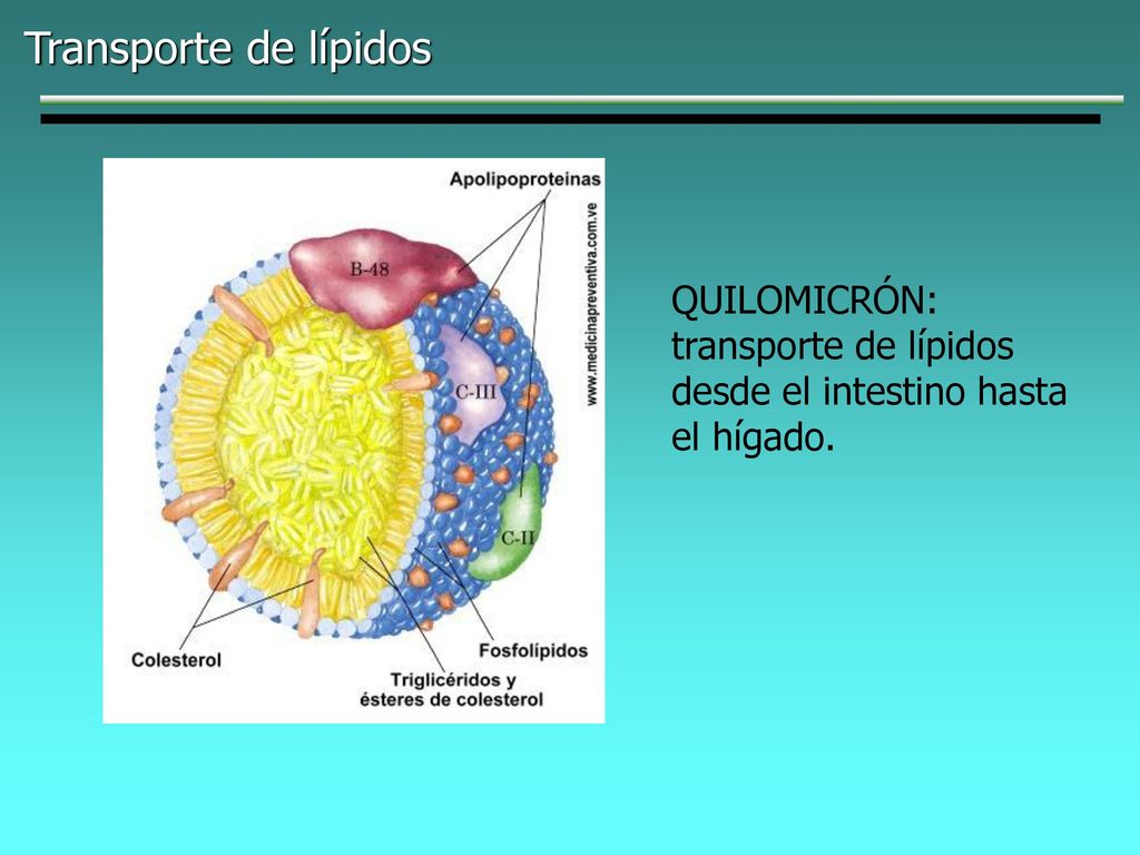 Transporte de lípidos QUILOMICRÓN: transporte de lípidos desde el intestino hasta el hígado.