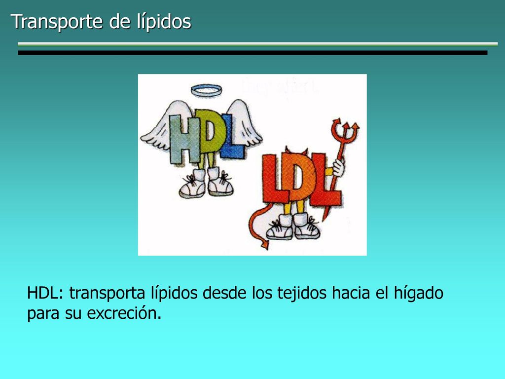Transporte de lípidos HDL: transporta lípidos desde los tejidos hacia el hígado para su excreción.